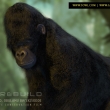 galiwango_reloaded_04
