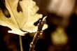 fall_series_03