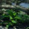 Jungle Scene ~ Rendered with Octane for 3DS Max