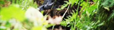 Scary Mountain Gorilla Encounter, I Shot in Bwindi, Uganda