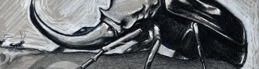 Drawing ~ Rhino Beetle
