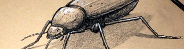 Beetle Drawing, Tan Sketch Paper